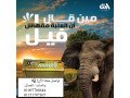 alhloyat-nkt-daafk-small-0